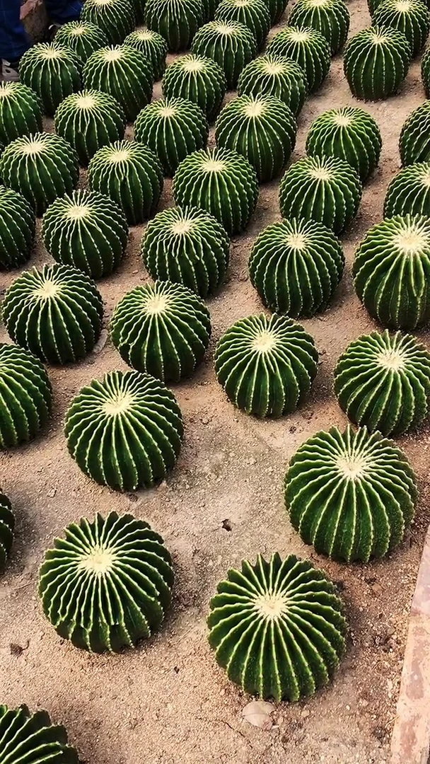 裸虎仙人球出售包邮