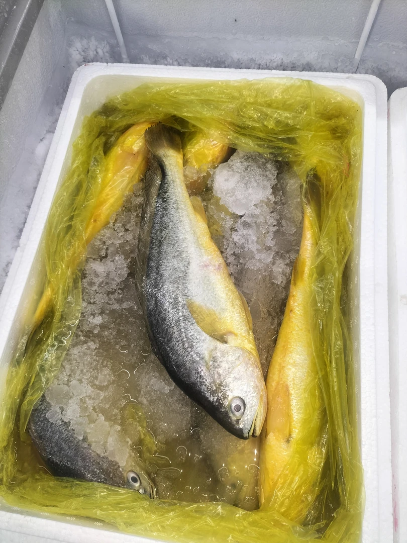 新鲜大黄鱼一条 1.3斤左右