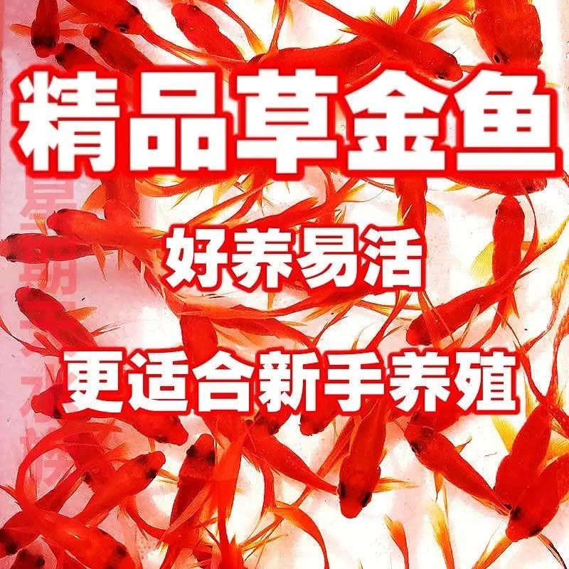 观赏鱼草金鱼苗养不死金鱼小鱼活鱼小宠物好养耐活养不死的小金鱼