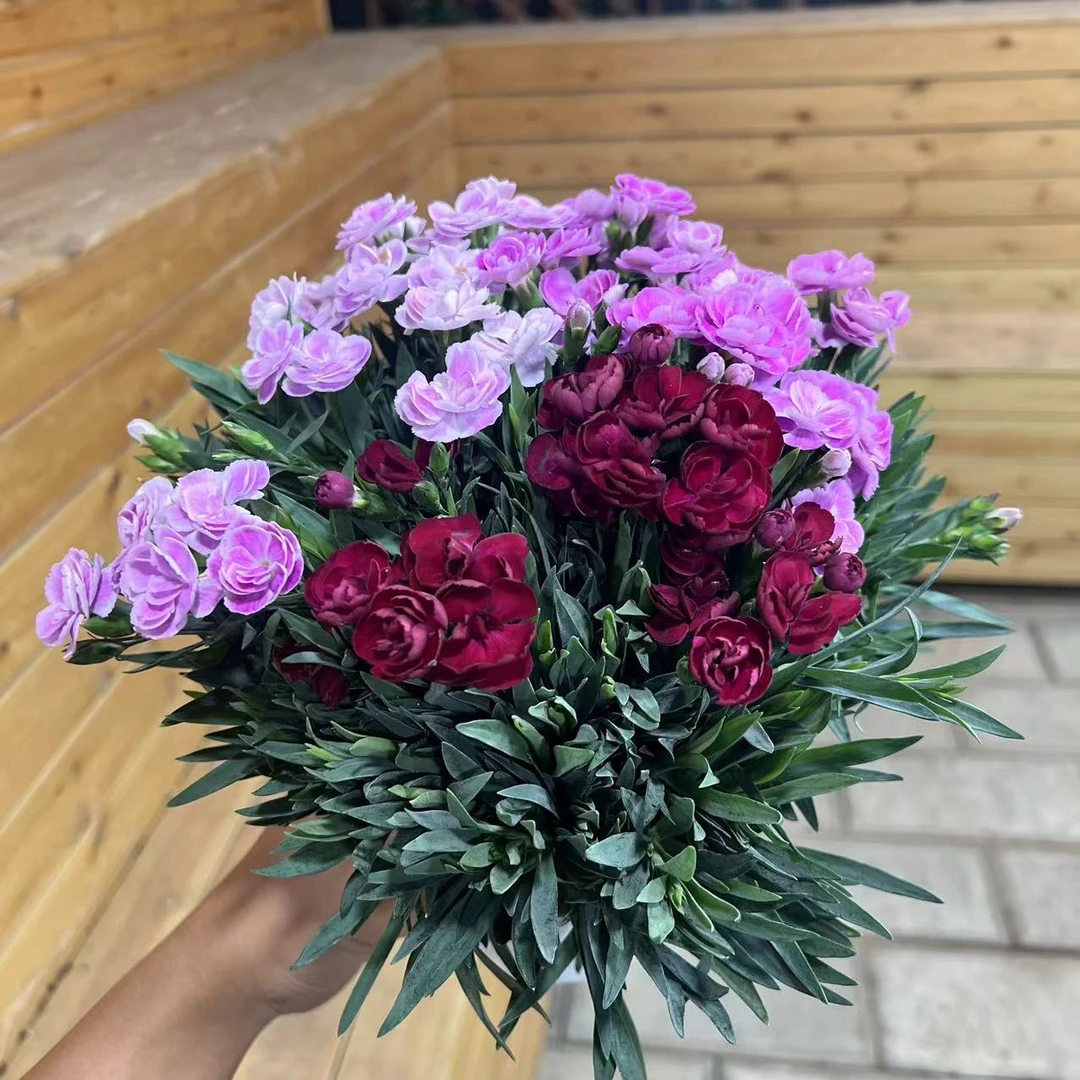 【李先生家】（甜心公主）石竹科观赏盆栽带花带花苞发货