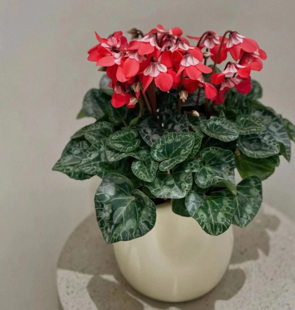 【李先生家】150（蝶衣）稀有品种一代仙客来带花带花苞发货
