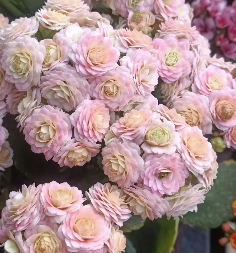 【两盆！！】（品种任意）~长寿室内高端观赏花带花带花苞~