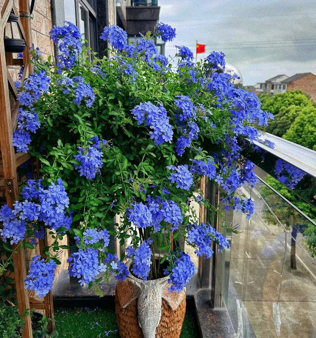 【李先生家】蓝雪花~带花带花苞发货