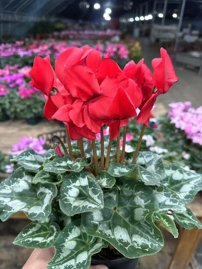 【李先生家】（白盆中国红）F1一代大花仙客来营养土盆栽（原盆）