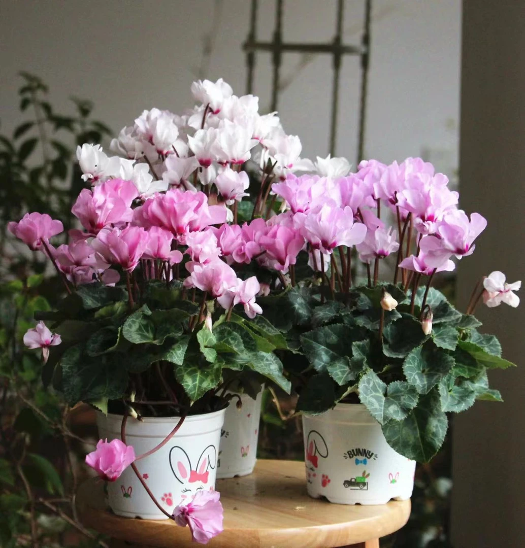 【李先生家】（小风车）名贵品种一代重瓣仙客来带花带花苞发货