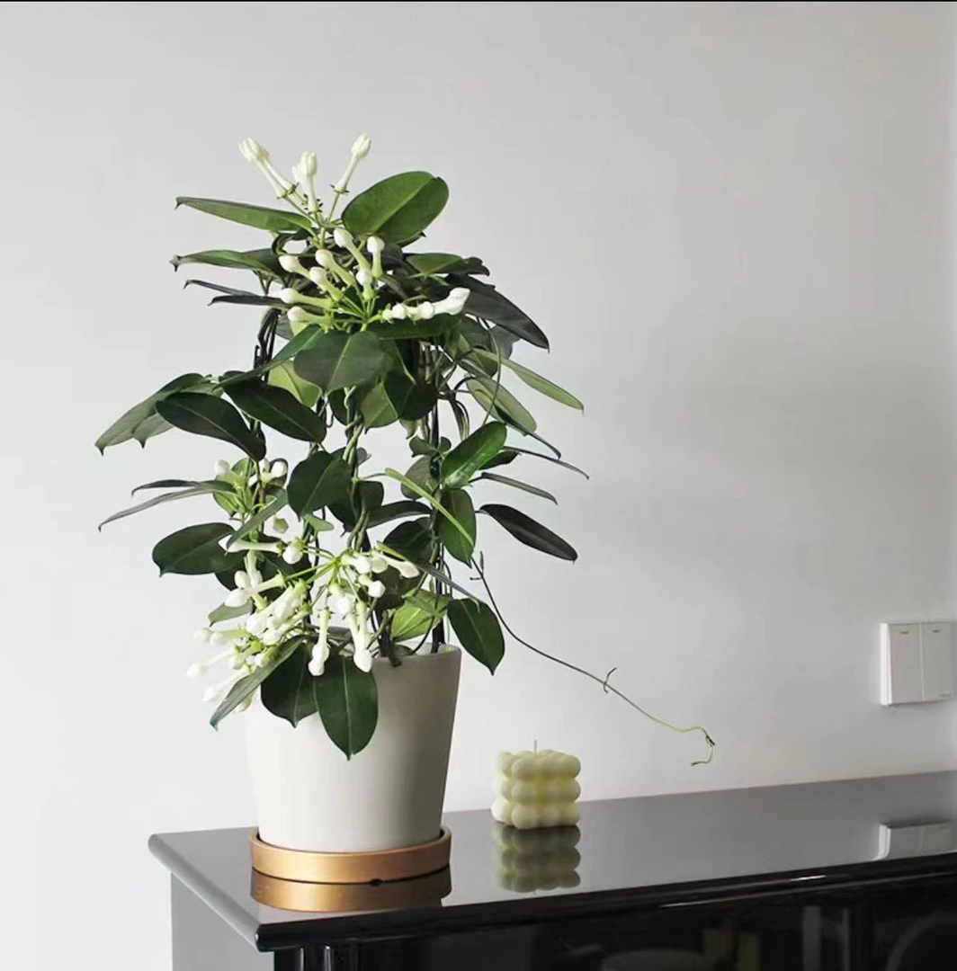 【李先生家】马达加斯加茉莉花可爬藤