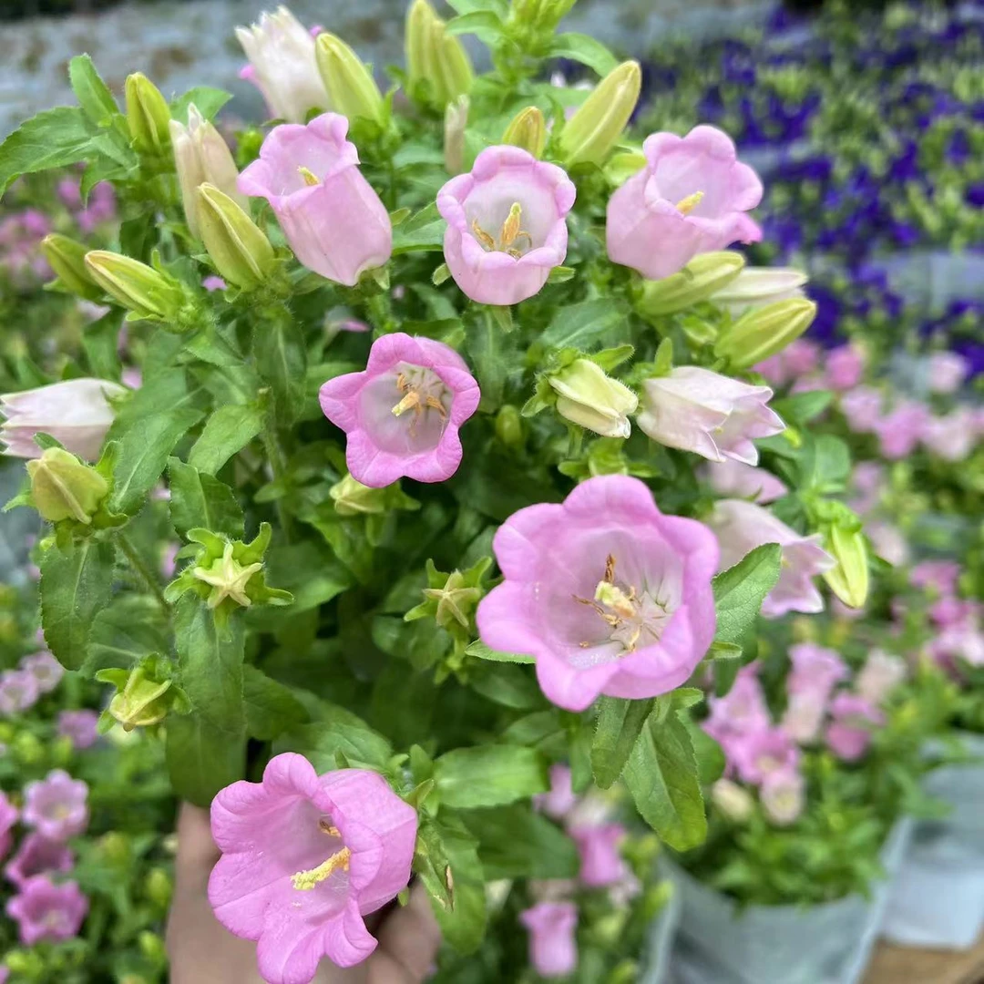 【李先生】粉色~酒杯风铃室内观赏花带花带花苞