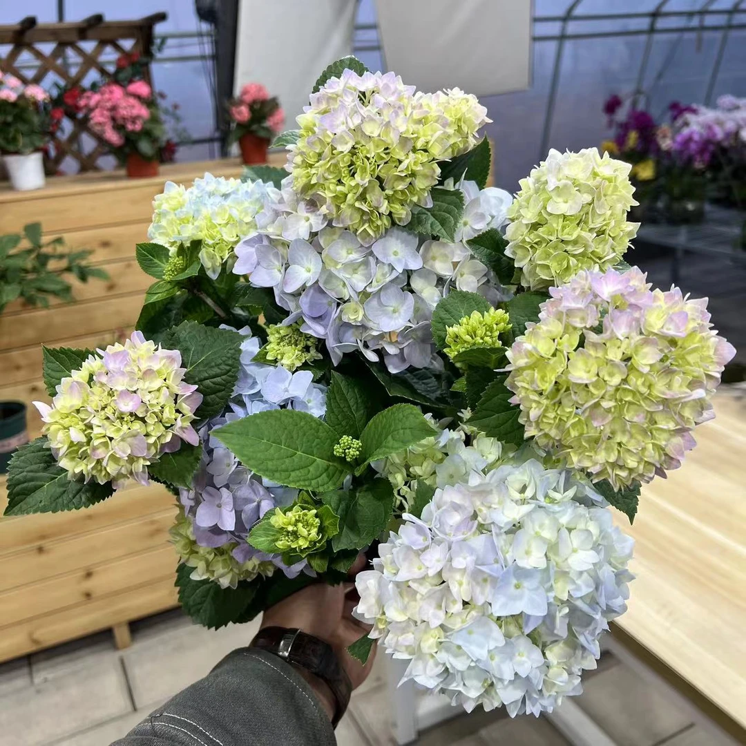 【李先生家】无尽夏绣球花室内外懒人花卉