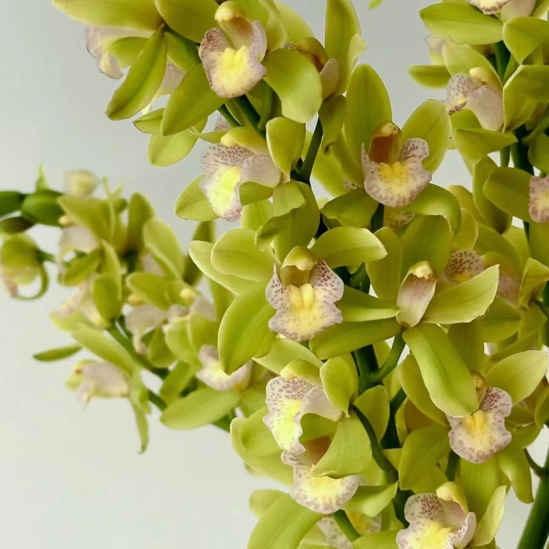 【李先生】（苗子品种不挑）大花蕙兰 室内高档观赏花