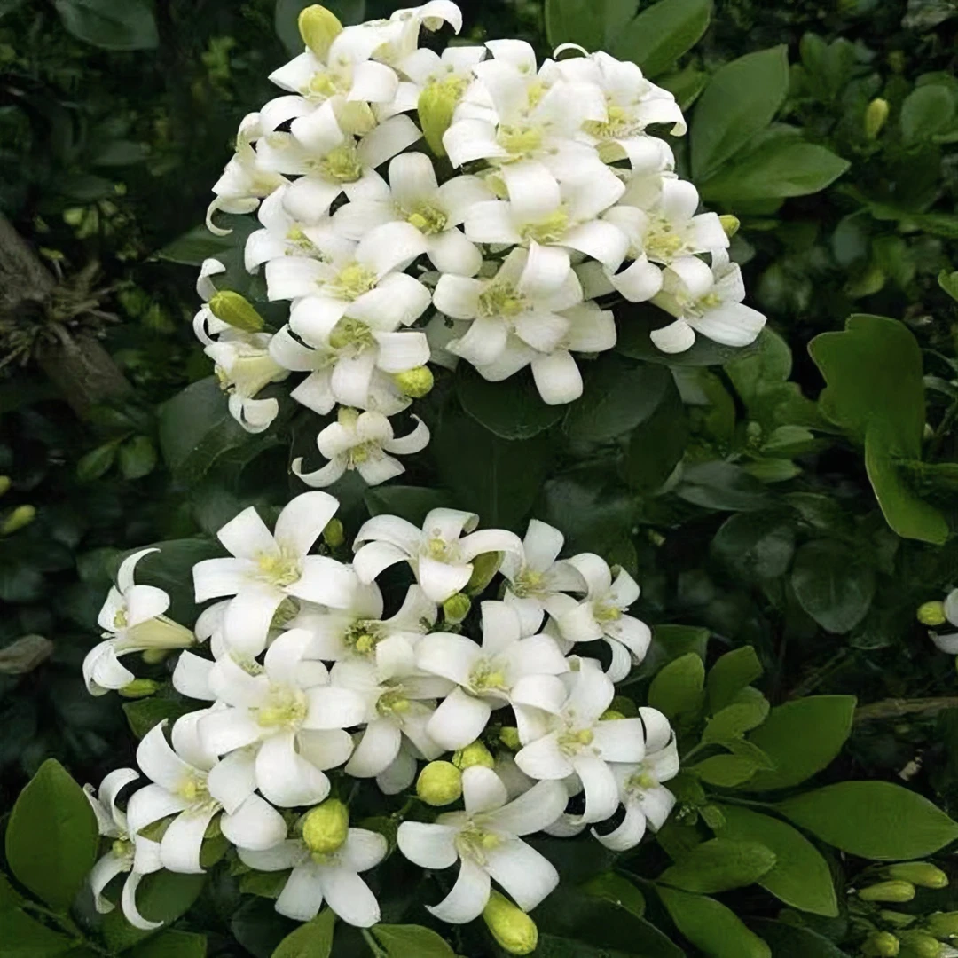 【李先生家】九里香！！木本植物开花带香味