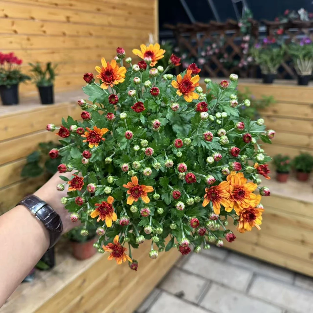 【李先生】景观菊（橙色）室内高档观赏花