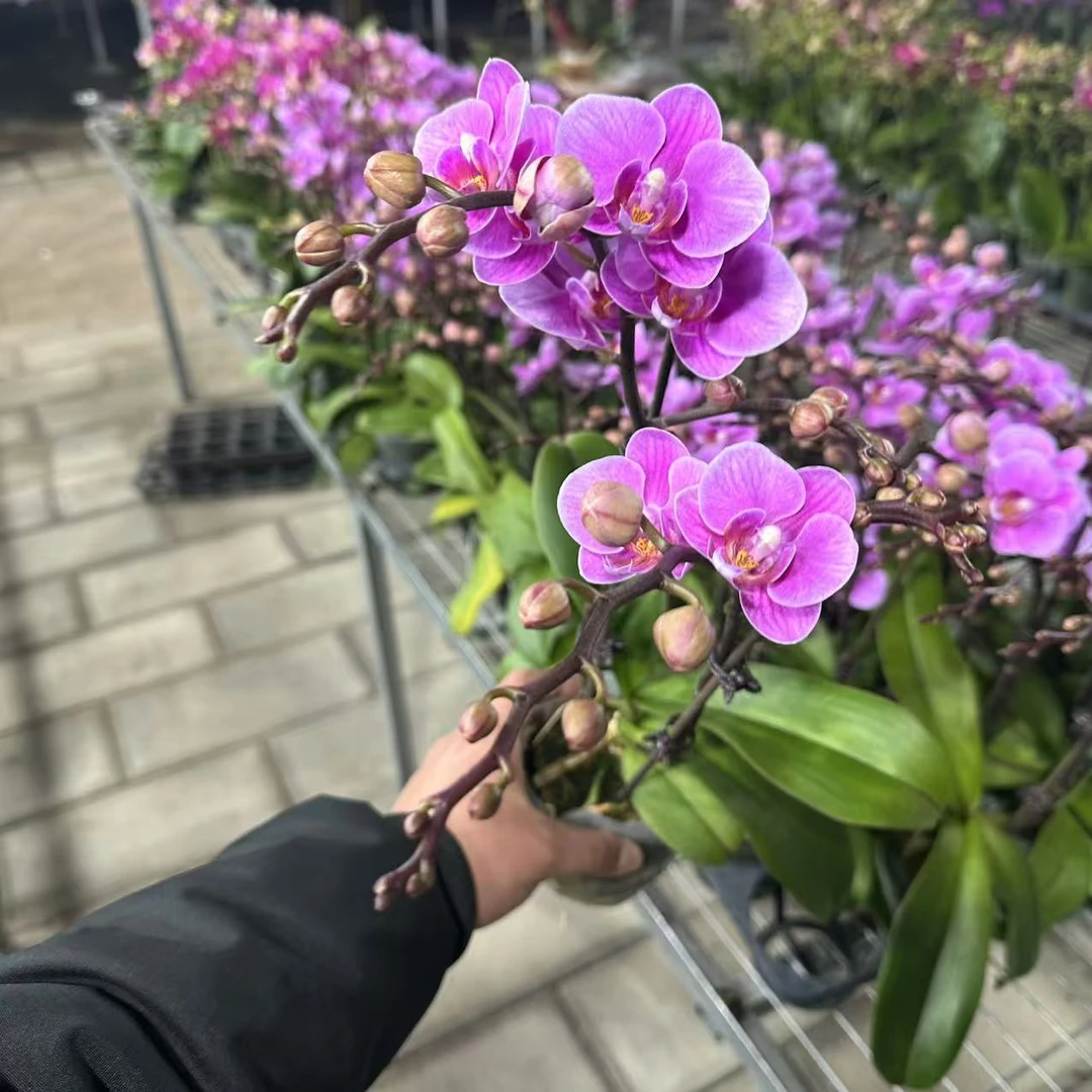 【李先生】骄阳~蝴蝶兰双花剑一盆带花带花苞发货原盆原土发货