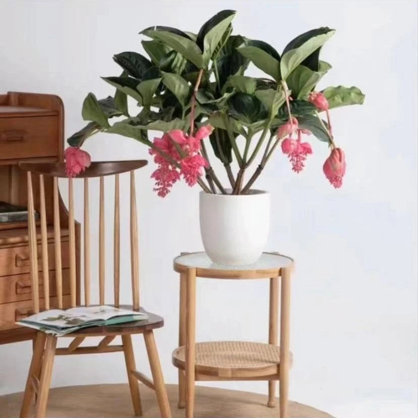 【李先生家】（宝莲灯）木本植物高端室内花卉四季开花