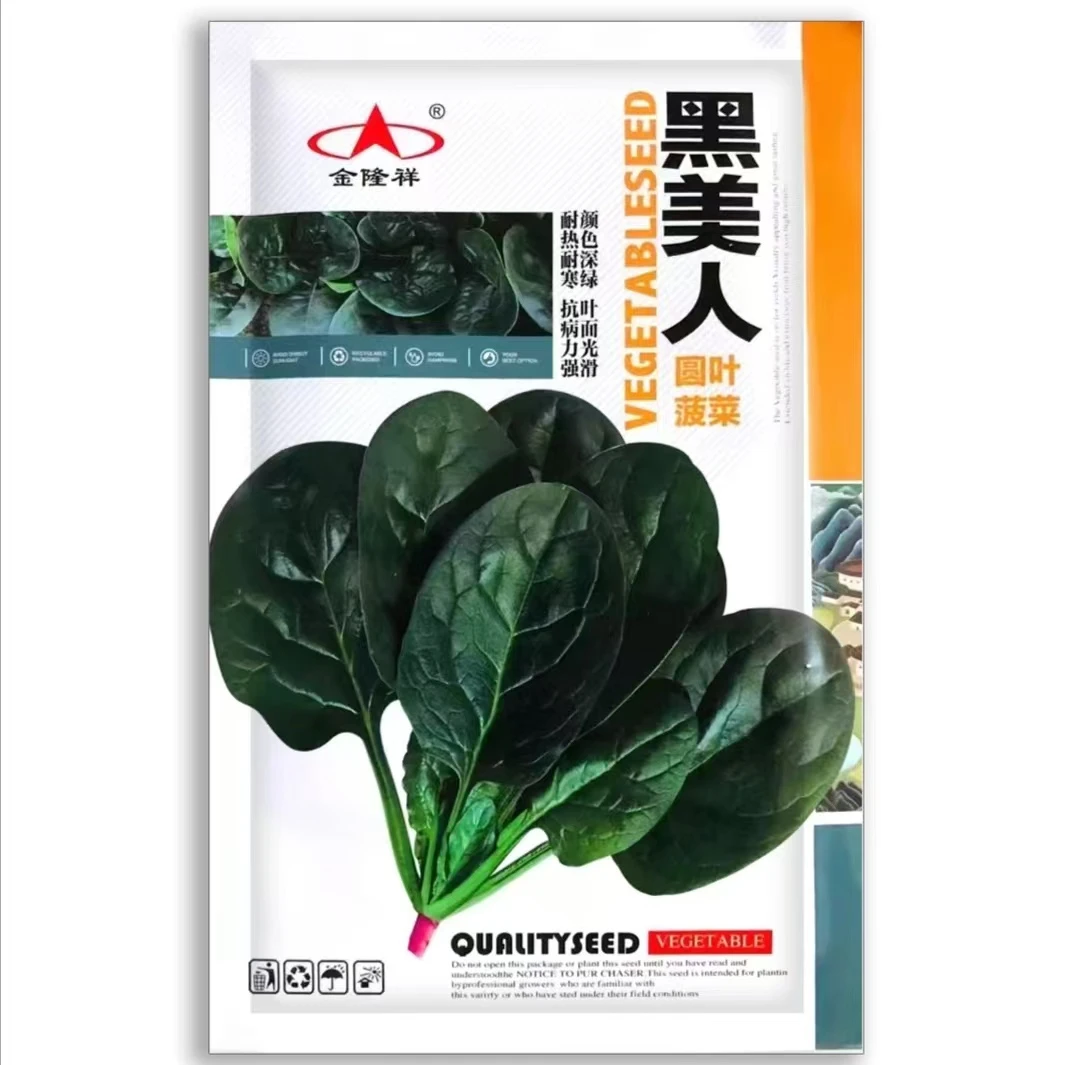 黑美人圆叶菠菜耐寒耐热颜色深绿叶片光滑抗病力强春秋季播种