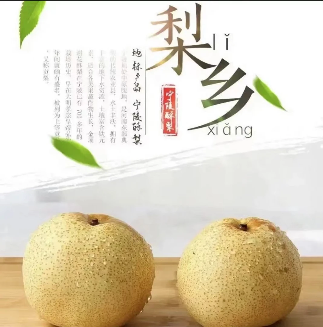 【果园现摘】正宗宁陵酥梨新鲜饱满多汁皮薄肉厚口感酥脆