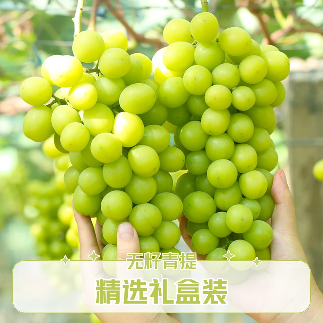 【礼盒装 顺丰京东】四川西昌高原阳光玫瑰晴王无籽青提整串3-5斤