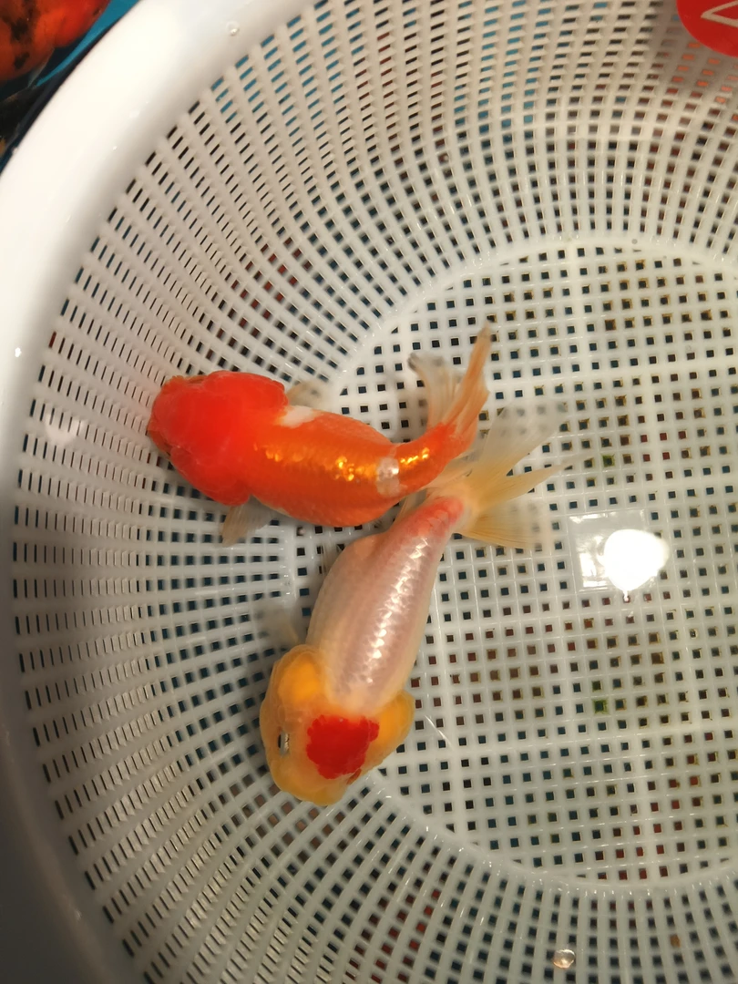 冷水观赏鱼红顶虎金鱼活体好养易活耐养淡水小型宠物鱼超萌好物