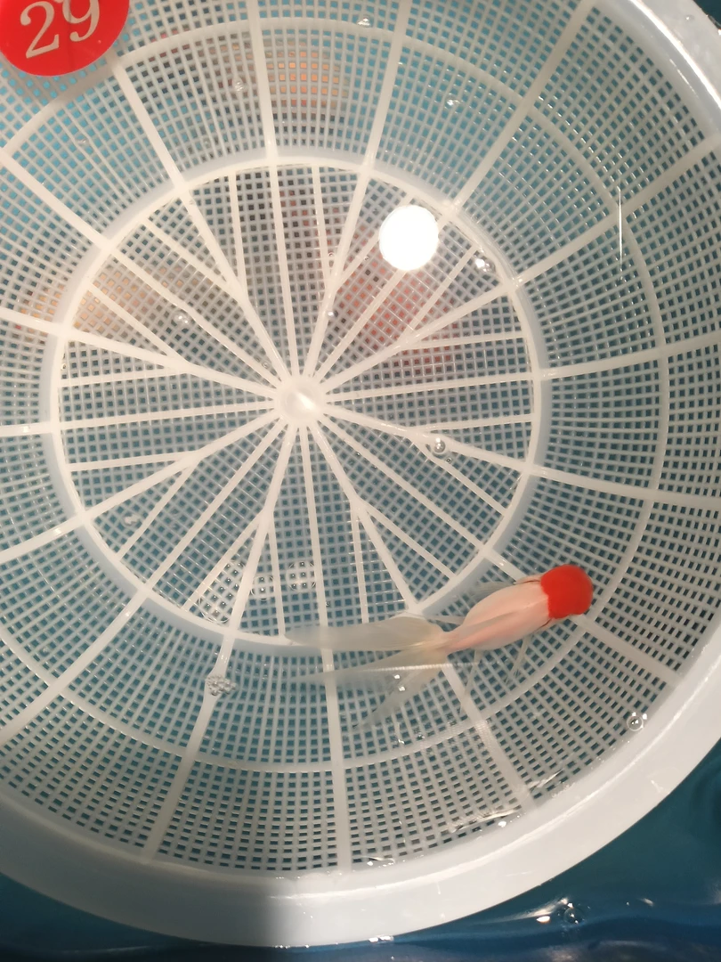 冷水鱼淡水鱼以直播实物为准无打氧请不要下单活体养殖超萌好物