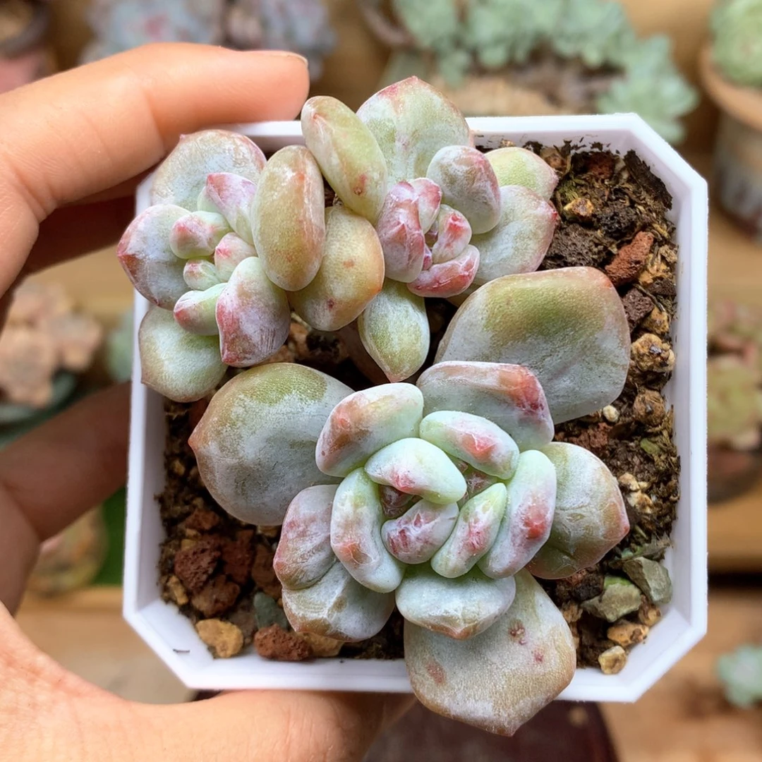 石榴籽星影石化小脸整群