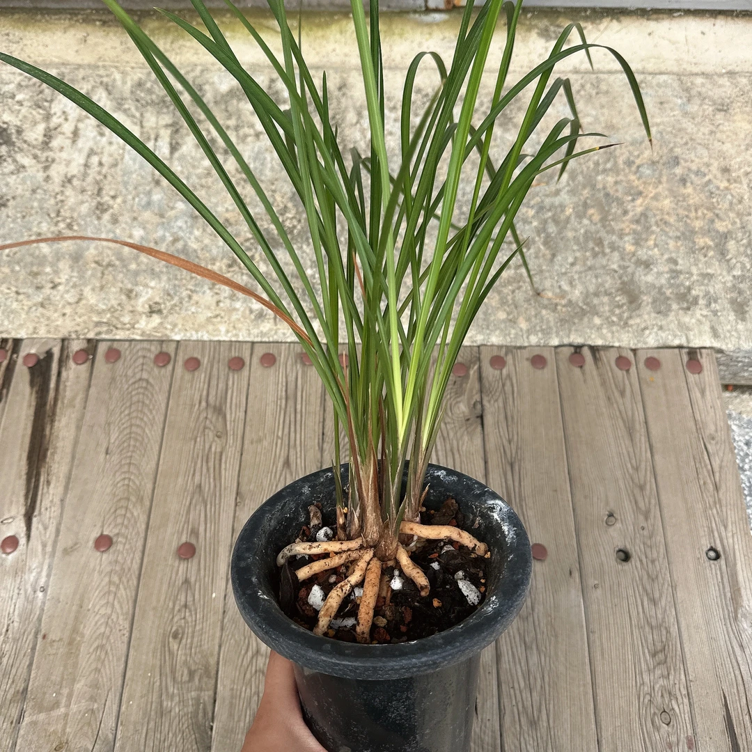 明月兰花一物一拍（兰花素材）