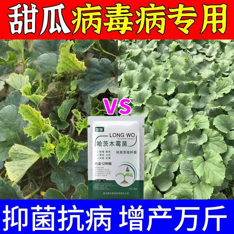 甜瓜病毒病专用肥料甜瓜蔓枯病炭疽病霜霉病枯萎卷叶病甜瓜叶面肥