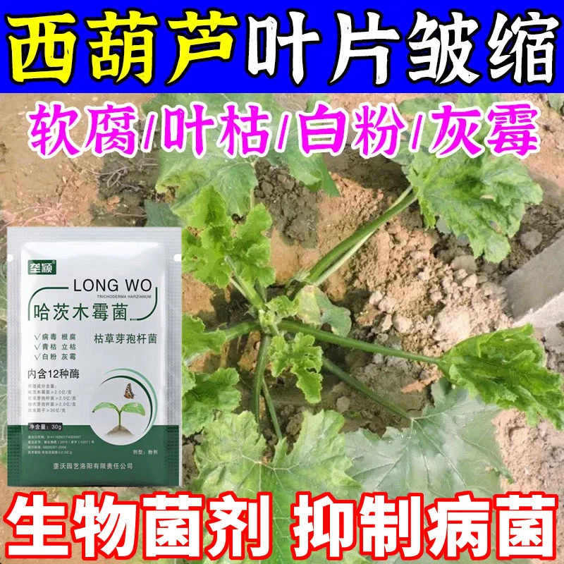 西葫芦病毒专用黄叶卷叶皱缩小叶花叶烂叶病毒病抗病害微生物肥料