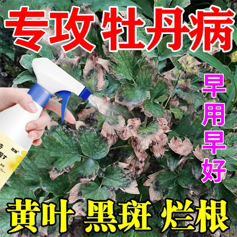 牡丹病专用喷剂根腐白粉枯叶病虫害黑斑烂根炭疽卷叶直喷营养液肥