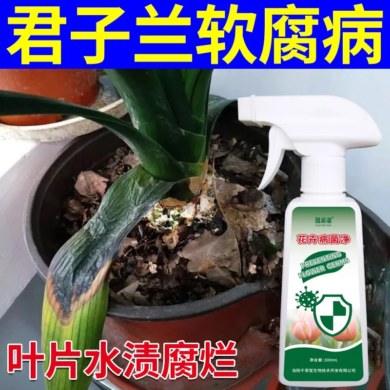 君子兰软腐病专用肥防止根茎腐烂发软黄叶君子兰发黄叶急救专用