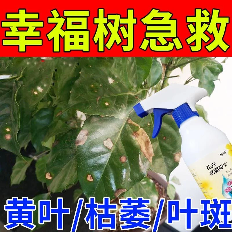 幸福树叶子枯黄掉叶专用肥料病害急救肥干叶焦尖黑斑抑菌剂营养液