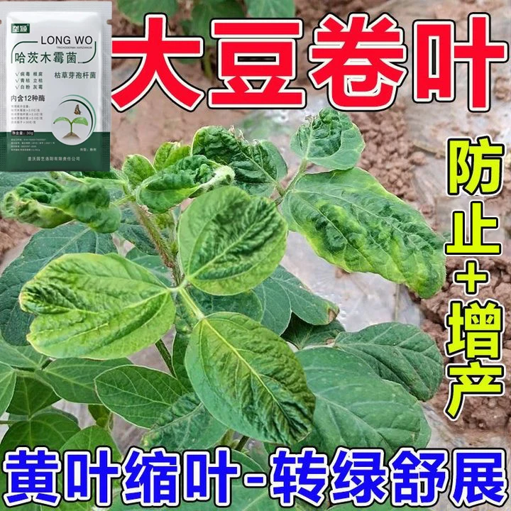 大豆卷叶病防止黄叶缩叶病叶斑病灰霉病微生物菌剂大豆专用叶面肥