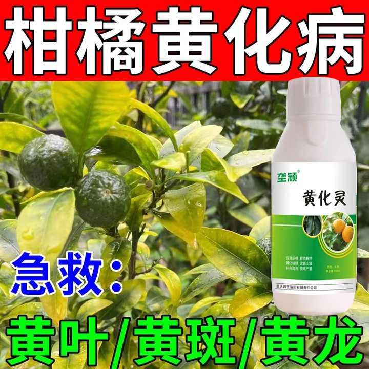 柑橘黄化病专用肥料修复剂防黄叶落叶枯萎桔子树橘子病虫害通用型