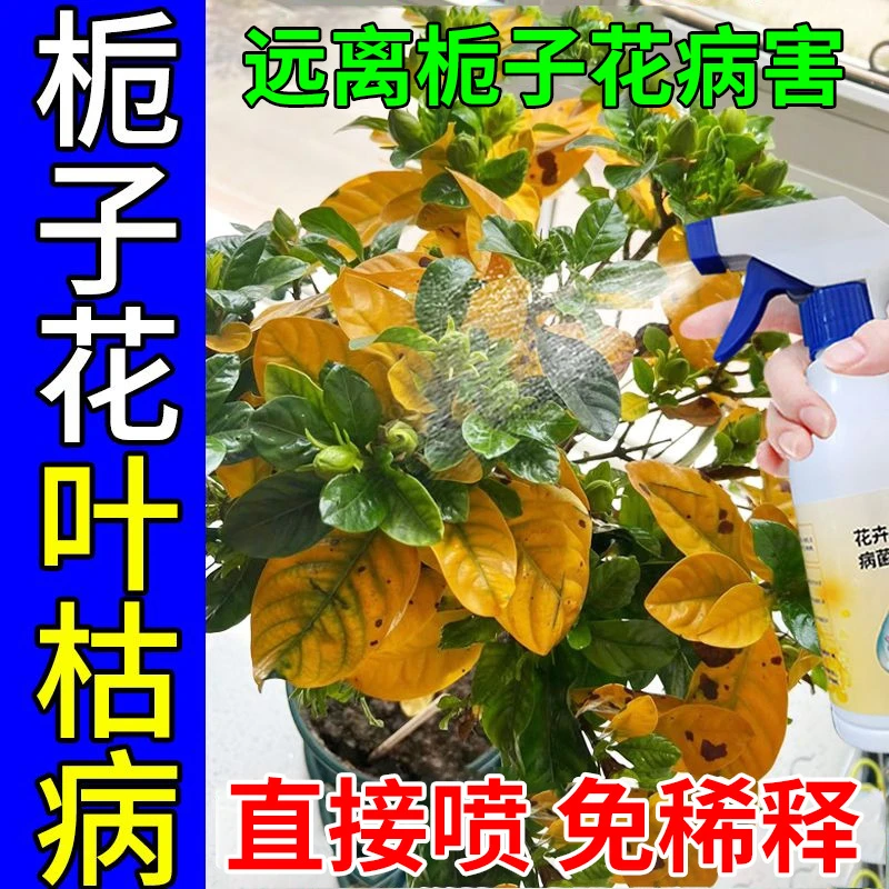 栀子花枯叶病专用除菌剂黑斑黄化斑枯烟煤病黄叶掉叶掉花苞营养液