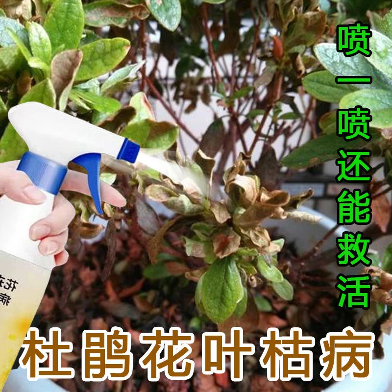 杜鹃花叶枯病黄化掉叶叶肿黑斑新叶焦尖根腐红斑抑菌叶面喷营养液