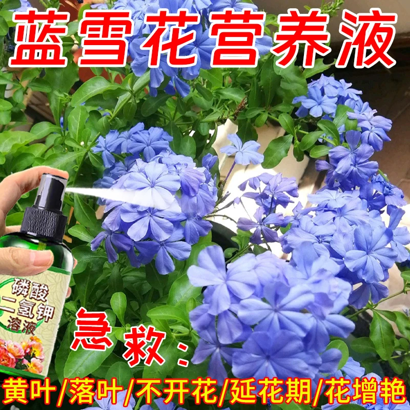 蓝雪花专用营养液催花促花防黄叶烂根枯萎免稀释即喷型养花卉肥料