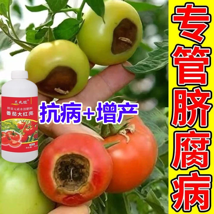 西红柿病专用番茄脐腐病卷叶病霜霉灰霉炭疽坏果烂果病番茄叶面肥