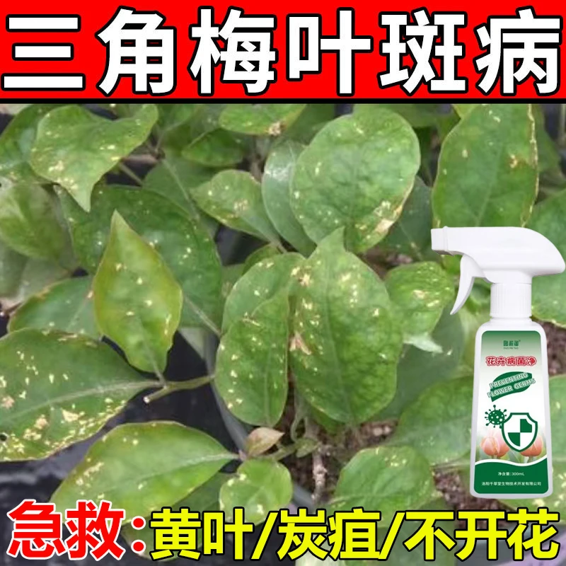 三角梅炭疽病叶斑病抑菌剂花卉绿植黄叶掉叶黑斑褐斑烂根营养液肥