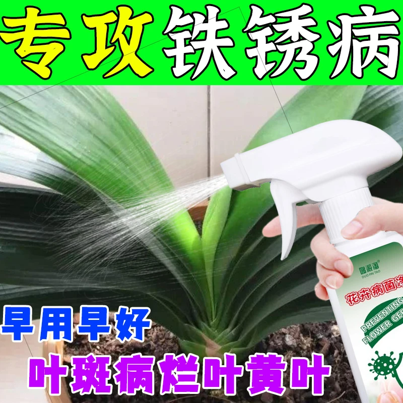 君子兰铁锈病用肥料锈斑病锈色锈黄斑用多菌灵病菌请营养液即喷型