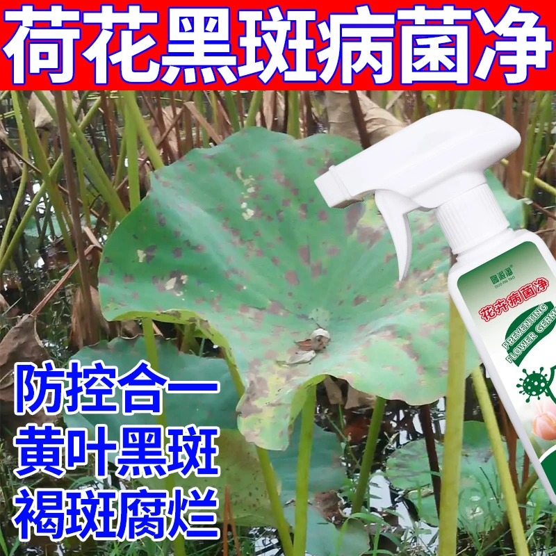 荷花黑斑黑杆专用营养液烂叶生长慢不发芽水培绿植花卉病菌净喷剂