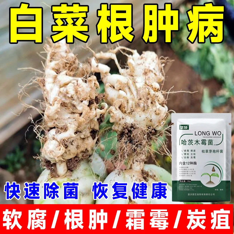 白菜根肿病的专用肥根腐病菌剂烂根烂心软腐炭疽病哈茨木霉菌肥料