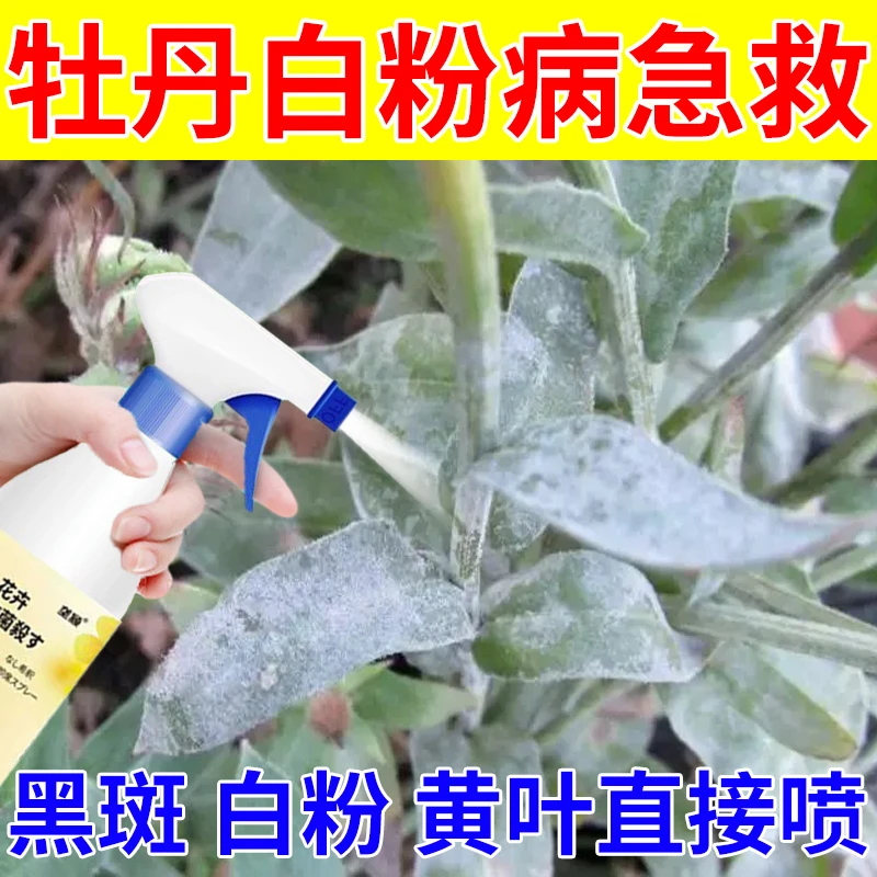 牡丹白粉病专用营养液肥料黑斑病叶斑锈病叶枯灰霉根腐病除菌喷剂