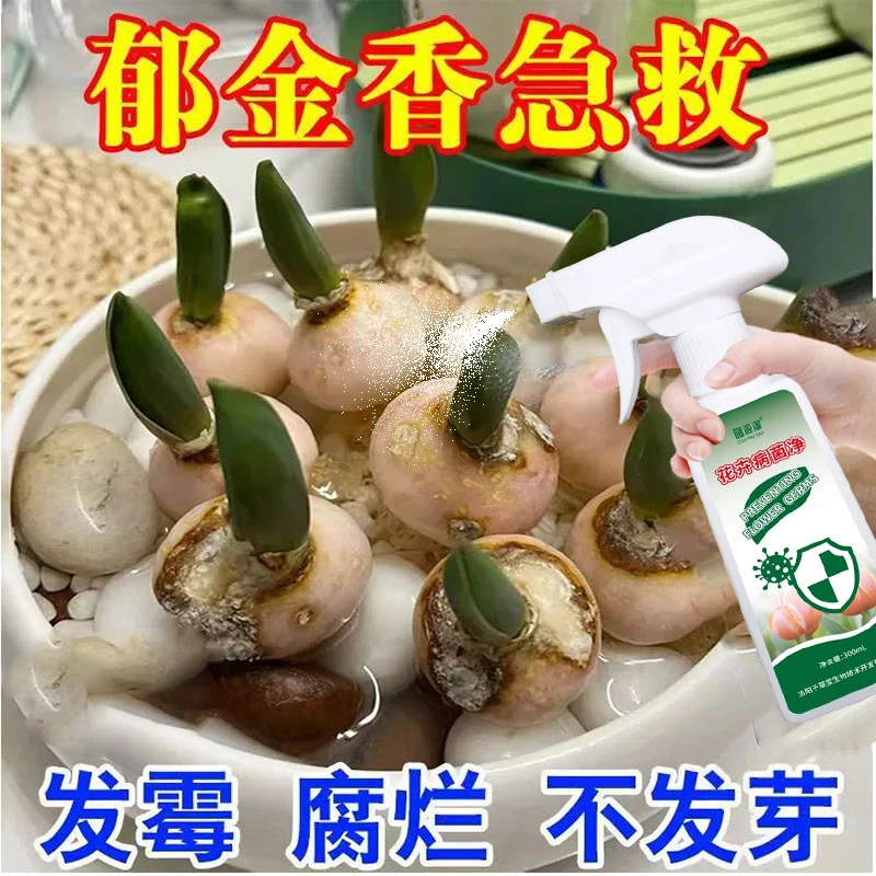 【发霉急救】郁金香种球发霉腐烂不发芽不开花专用花肥除霉菌促发芽