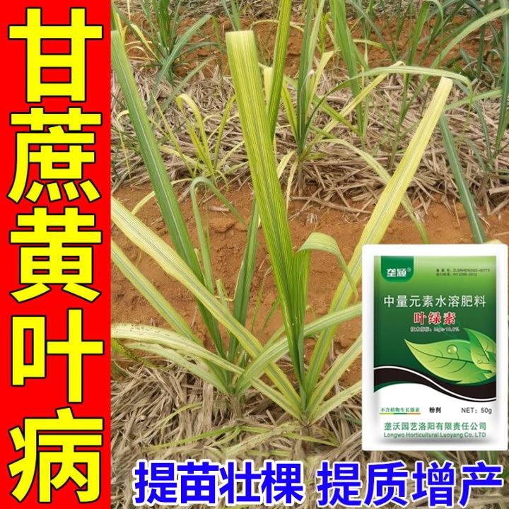 甘蔗黄叶专用肥料花叶红叶病毒病黄化病叶枯病死苗烂根甘蔗叶面肥