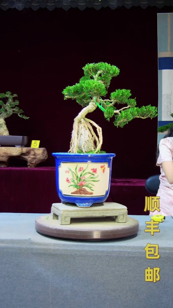 【闪购商品】黄杨盆景黄杨盆景