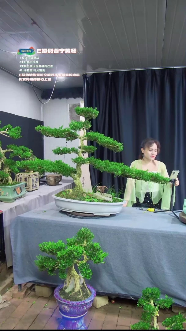 【闪购商品】雀舌黄杨盆景雀舌黄杨盆景