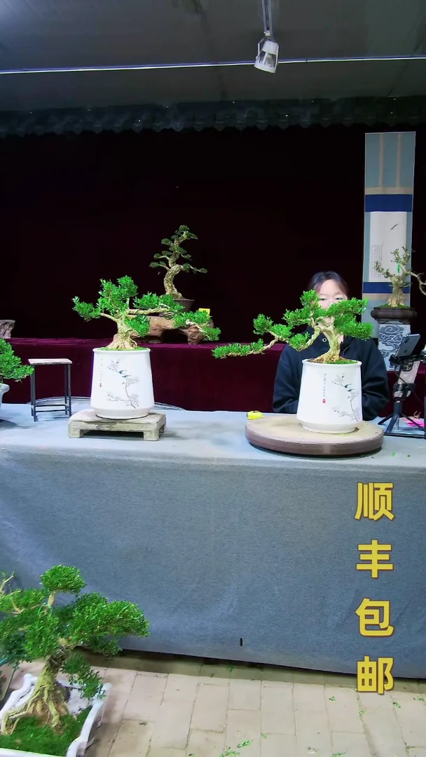 【闪购商品】黄杨盆景黄杨盆景