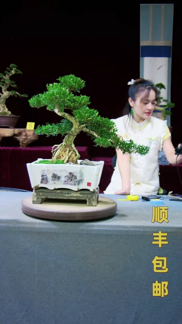 【闪购商品】雀舌黄杨盆景雀舌黄杨盆景