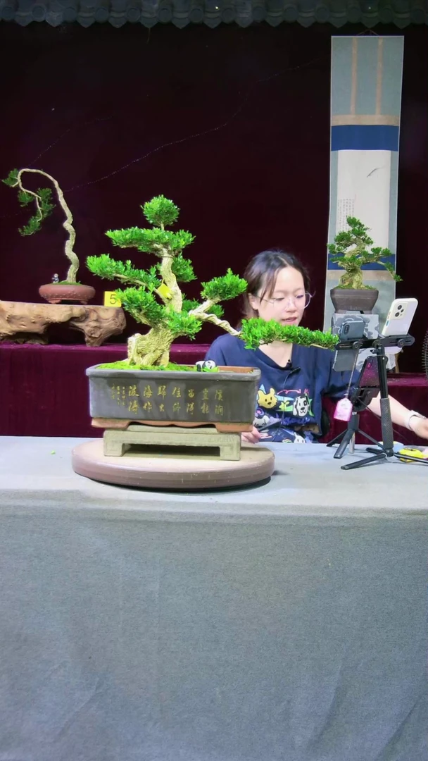 【闪购商品】雀舌黄杨盆景雀舌黄杨盆景