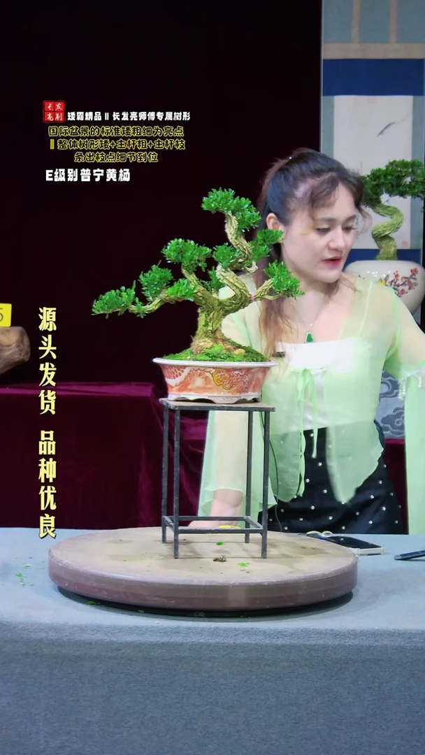 【闪购商品】雀舌黄杨盆景雀舌黄杨盆景