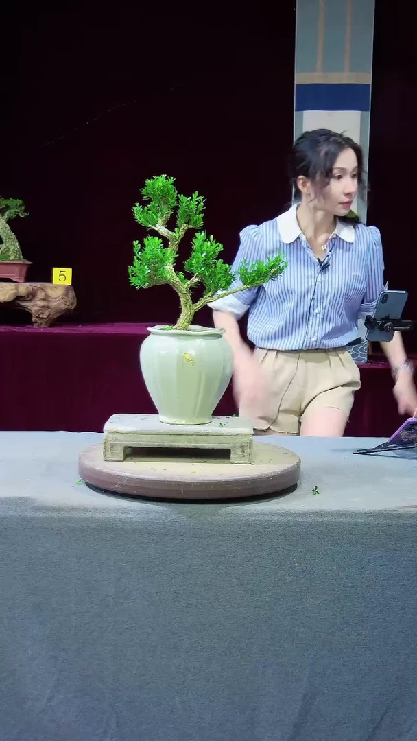 【闪购商品】雀舌黄杨盆景雀舌黄杨盆景