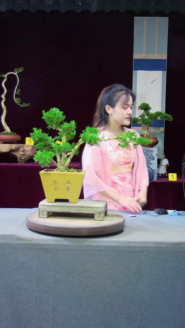 【闪购商品】雀舌黄杨盆景雀舌黄杨盆景